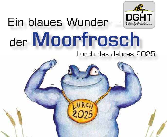 Ein blaues Wunder – der Moorfrosch ist Lurch des Jahres 2025!